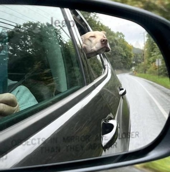 Meet your Posher, Kevin - Picture 1 of 1